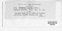 Cordyceps clavulata image